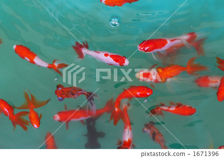 金魚 金魚 1671396