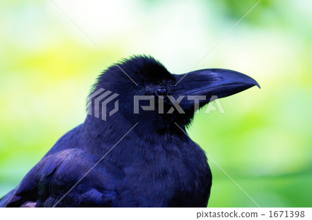 Shinobazu Pond Ladybird 1671398