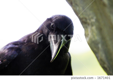 Shinobazu Pond Ladybird 1671401