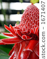 熱帶花卉·火炬姜 1671407