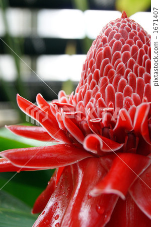熱帶花卉·火炬姜 熱帶花卉·火炬姜 1671407