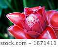 熱帶花卉·火炬姜 1671411