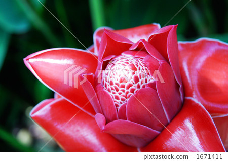 Tropical flowers · torch ginger 1671411