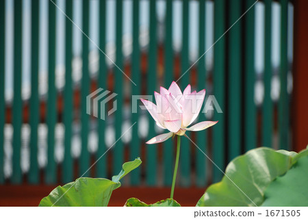 在Genkyoin Yakushiji寺廟前面的蓮花 1671505