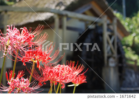 在奈良菩薩梗前面的水磨房和群集孤挺花 1671642