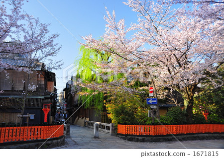 Cherry Blossoms At Gion Tatsumi Bridge Stock Photo