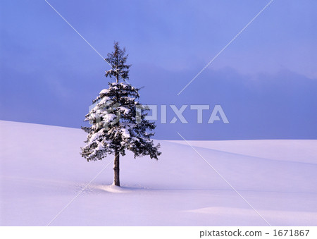 雪原和聖誕樹II 雪原和聖誕樹II 1671867