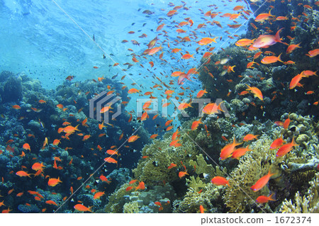 Goldfish Hanadai in the Red Sea Goldfish Hanadai in the Red Sea 1672374