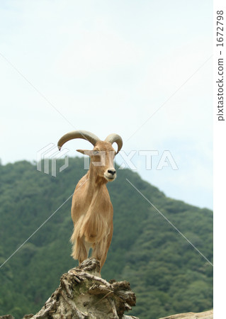 動物 陸生動物 草食動物 1672798