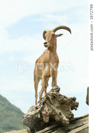 叟羊 草食動物 食草動物 1672799