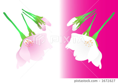 Cherry Blossom	 1672827