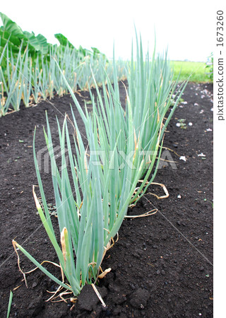 welsh onions, vegetable field, green onion 1673260