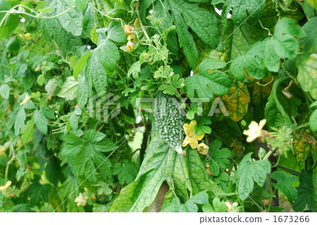 苦瓜 葫蘆科 菜地 1673266