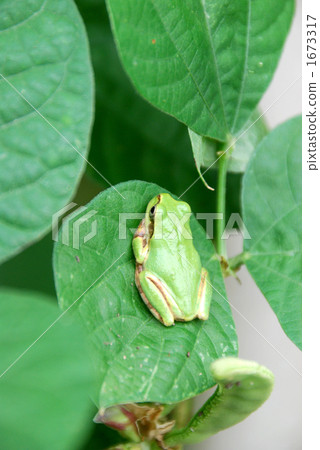 amphibian, amphibians, an amphibian 1673317