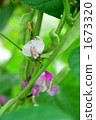 kidney bean, kidney beans, hyacinth bean 1673320