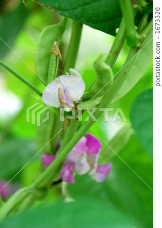 kidney bean, kidney beans, hyacinth bean 1673320