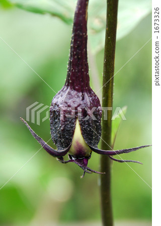 cane, stalk, stem 1673326
