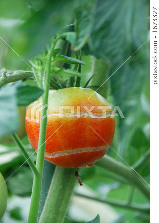 summer vegetables, tomatoe, tomato 1673327