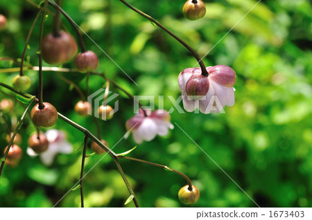 Renge goshoma 1673403