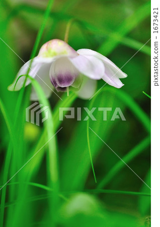 Renge goshoma 1673421