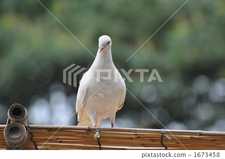 A white pigeon 1673458