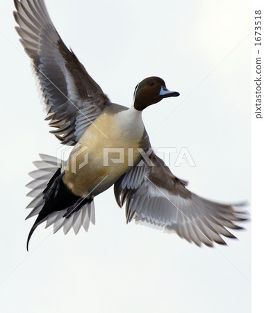Pintail 1673518