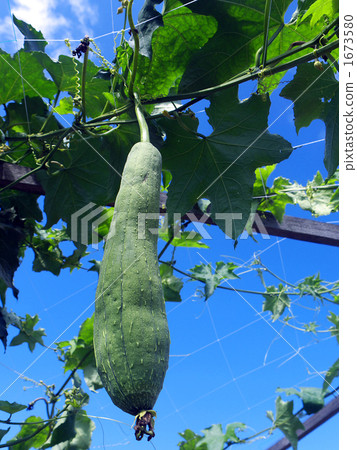 Loofah 1673580