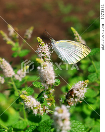 Mongolian butterfly with apple mint 1673581