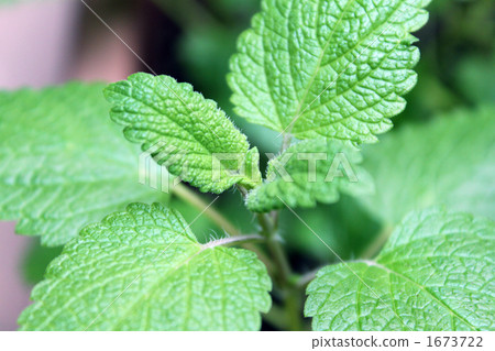 Lemon balm shrimp herb 1673722