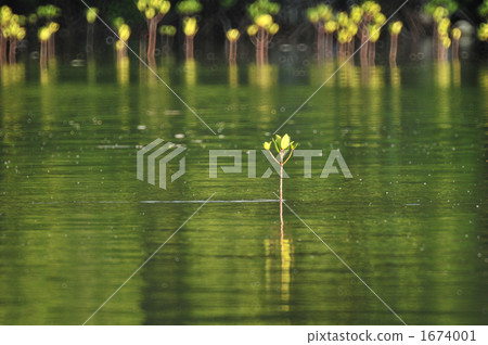 美洲紅樹幼樹3 1674001