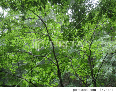 新鮮的綠色森林（2） 1674484