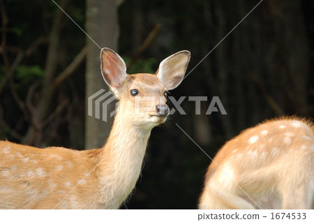fawn, hokkaido sika, deer 1674533