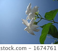 Pikake的花在藍天閃耀 1674761