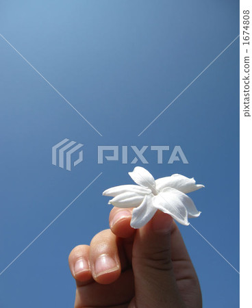 Pikake flowers vertically over the blue sky Pikake flowers vertically over the blue sky 1674808
