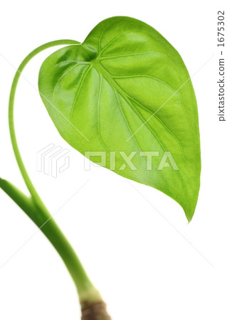 Shima Kwaizimo 1675302