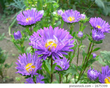 asters, an aster, botanic 1675399