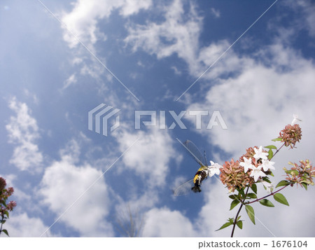 bug, hexapod, insect 1676104