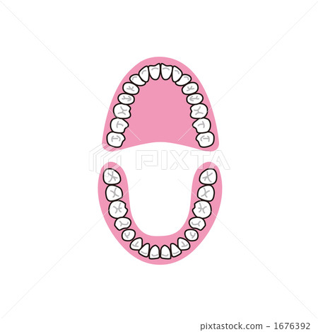 Illustration of teeth 1676392