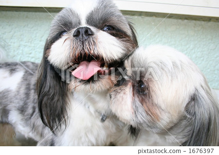 shih tzu, shih-tzu, shihtzu 1676397