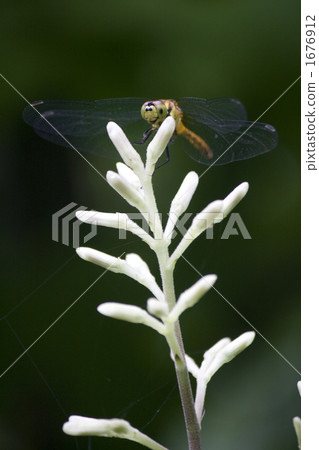 Dragonfly Dragonfly 1676912