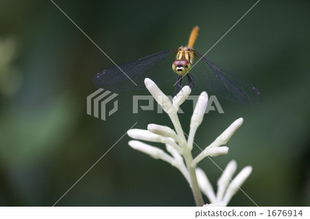 Dragonfly Dragonfly 1676914