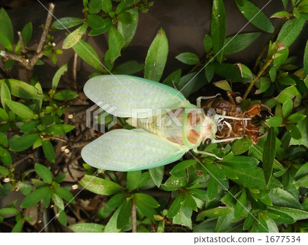 巴西的出現 1677534