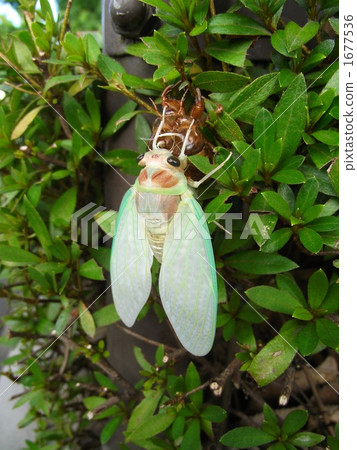 巴西的出現 1677536