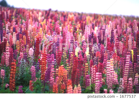 Lupine's hill Lupine's hill 1677537
