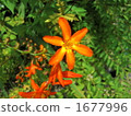 blackberry lily, petal, petals 1677996