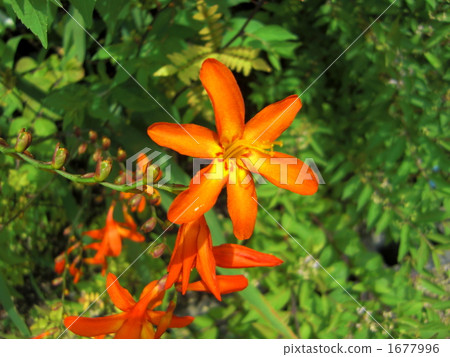 黑莓百合 花瓣 植物 1677996