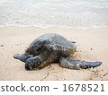 sea turtle, green sea turtle, chelonia mydas 1678521