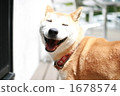 Laughing dog 1678574