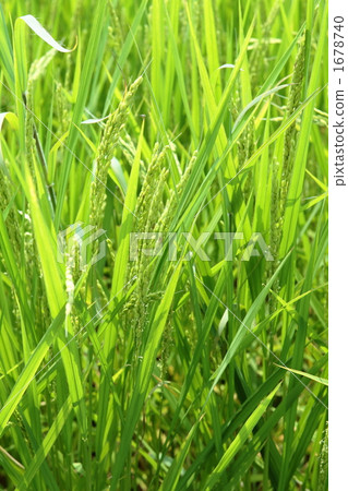 Fresh green summer Fresh green summer 1678740