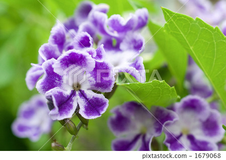 Duranta flower 1679068